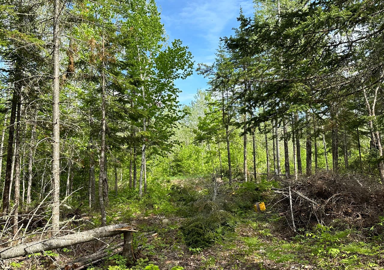 Lakefront lot shoreline