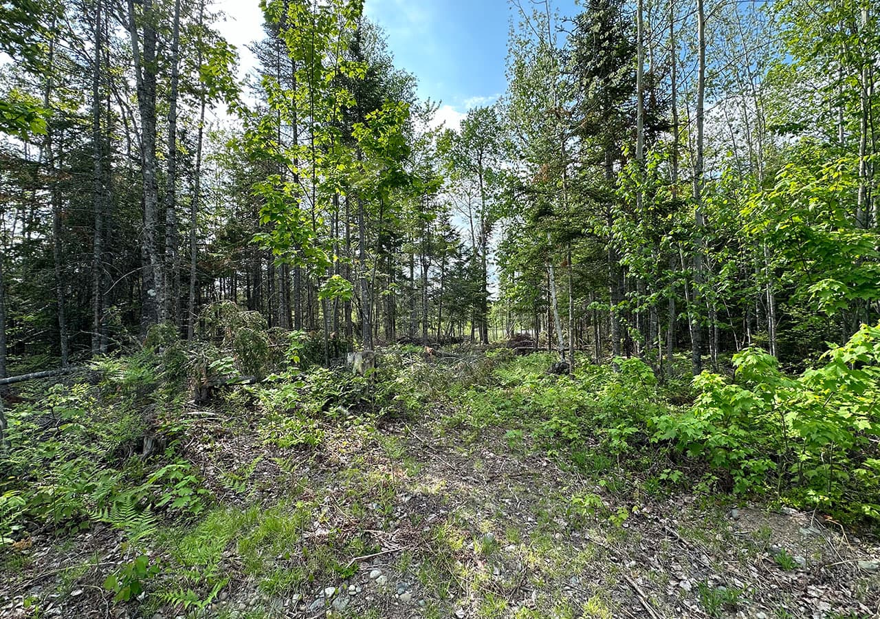 Lake George shoreline