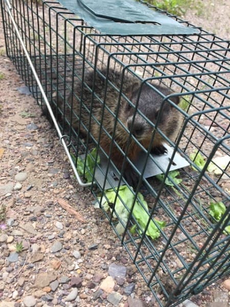 Adams Pest Control Fredericton