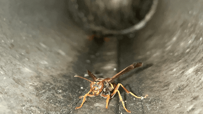 Durelle Pest Management Fredericton